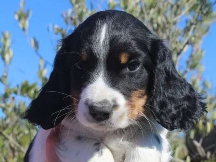 3 chiots English Springer Spaniel à réserver (LOF)