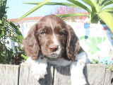 3 chiots English Springer Spaniel à réserver (LOF)