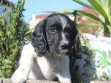 3 chiots English Springer Spaniel à réserver (LOF)
