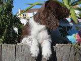 3 chiots English Springer Spaniel à réserver (LOF)