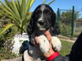 3 chiots English Springer Spaniel à réserver (LOF)
