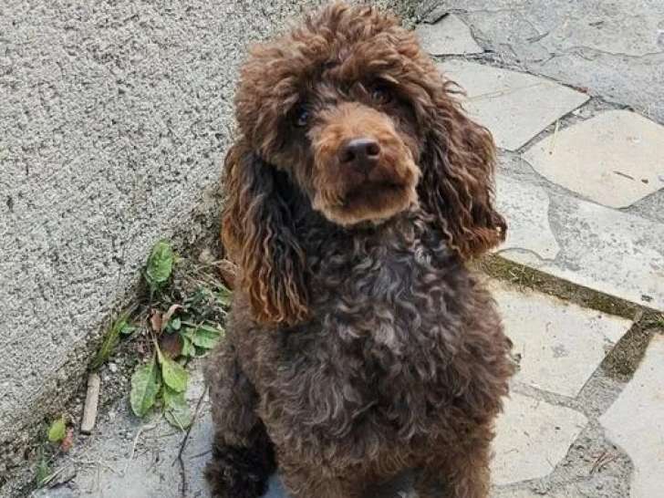 2 chiens adultes Caniche Nain à vendre (LOF)