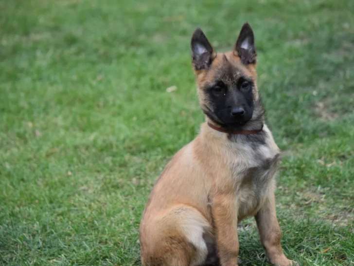 6 chiots Berger Belge Malinois LOF à vendre