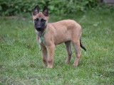6 chiots Berger Belge Malinois LOF à vendre