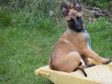 6 chiots Berger Belge Malinois LOF à vendre