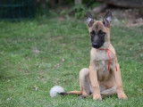 6 chiots Berger Belge Malinois LOF à vendre