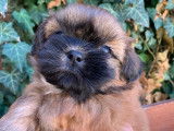 Chiot Shih-Tzu mâle LOF à vendre