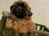 Chiot Shih-Tzu mâle LOF à vendre