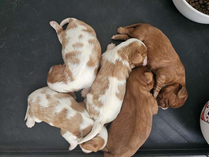 Chiots Cavalier King Charles à vendre