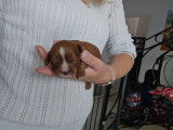Chiots Cavalier King Charles à vendre