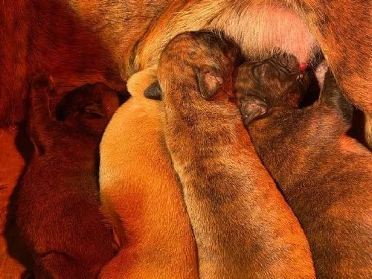 Des chiots Boxer disponibles à l’achat (LOF)