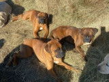 Des chiots Boxer disponibles à l’achat (LOF)