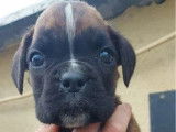 Des chiots Boxer disponibles à l’achat (LOF)