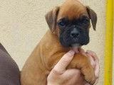 Des chiots Boxer disponibles à l’achat (LOF)