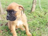 Des chiots Boxer disponibles à l’achat (LOF)