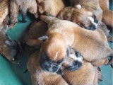 Des chiots Boxer disponibles à l’achat (LOF)