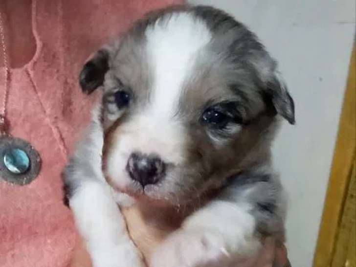 Chiots Berger Australien disponibles à la vente (non LOF)