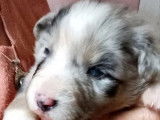 Chiots Berger Australien disponibles à la vente (non LOF)