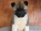 2 chiots femelles Akita Américain LOF à réserver