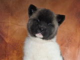 2 chiots femelles Akita Américain LOF à réserver