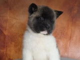 2 chiots femelles Akita Américain LOF à réserver