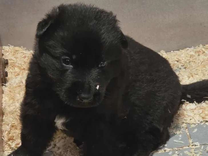 3 chiots Berger Allemand à réserver (LOF)