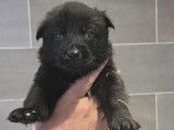 3 chiots Berger Allemand à réserver (LOF)