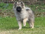 1 chiot mâle Spitz Allemand LOF à vendre