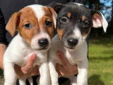 2 chiots mâles Jack Russell Terrier LOF à vendre