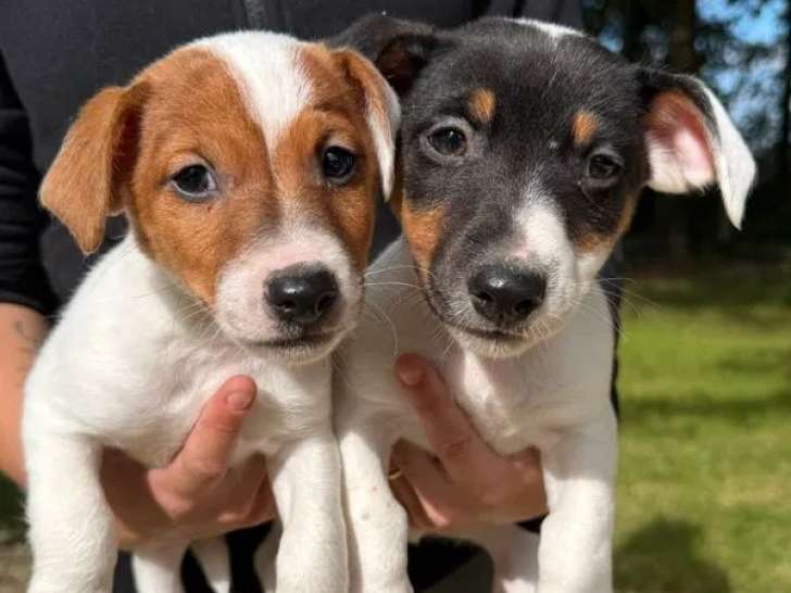 2 chiots mâles Jack Russell Terrier LOF à vendre