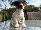 2 chiots mâles Jack Russell Terrier LOF à vendre