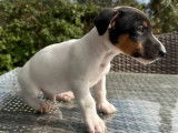 2 chiots mâles Jack Russell Terrier LOF à vendre