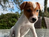 2 chiots mâles Jack Russell Terrier LOF à vendre