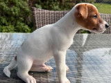 2 chiots mâles Jack Russell Terrier LOF à vendre