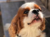 1 chien adulte mâle Cavalier King Charles LOF à vendre