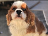 1 chien adulte mâle Cavalier King Charles LOF à vendre