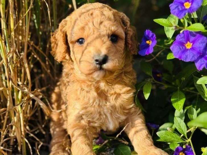 2 chiots mâles Caniche Nain à réserver (LOF)