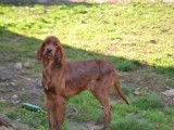 Chien mâle Setter Irlandais disponible pour saillie (LOF)