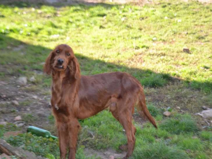 Chien mâle Setter Irlandais disponible pour saillie (LOF)