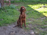 Chien mâle Setter Irlandais disponible pour saillie (LOF)