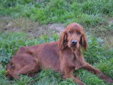 Chien mâle Setter Irlandais disponible pour saillie (LOF)