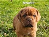1 chiot femelle Dogue de Bordeaux LOF à réserver