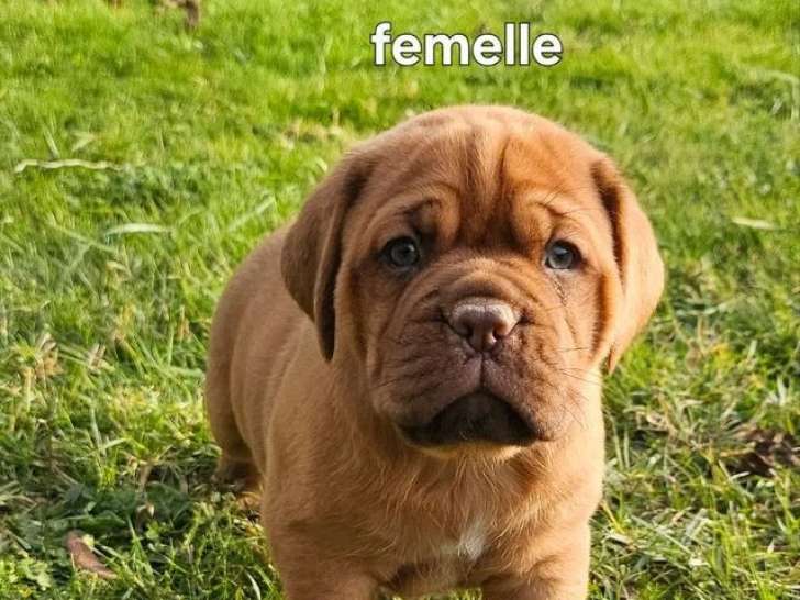 1 chiot femelle Dogue de Bordeaux LOF à réserver