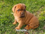 1 chiot femelle Dogue de Bordeaux LOF à réserver