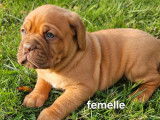 1 chiot femelle Dogue de Bordeaux LOF à réserver