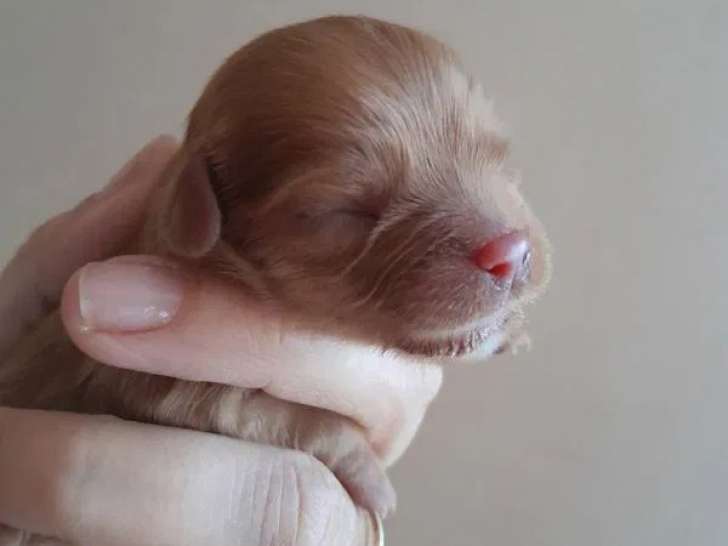 5 chiots Cavalier King Charles à réserver (LOF)