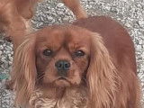 5 chiots Cavalier King Charles à réserver (LOF)