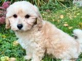 1 chiot mâle Maltipoo à vendre (non LOF)