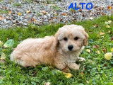 1 chiot mâle Maltipoo à vendre (non LOF)