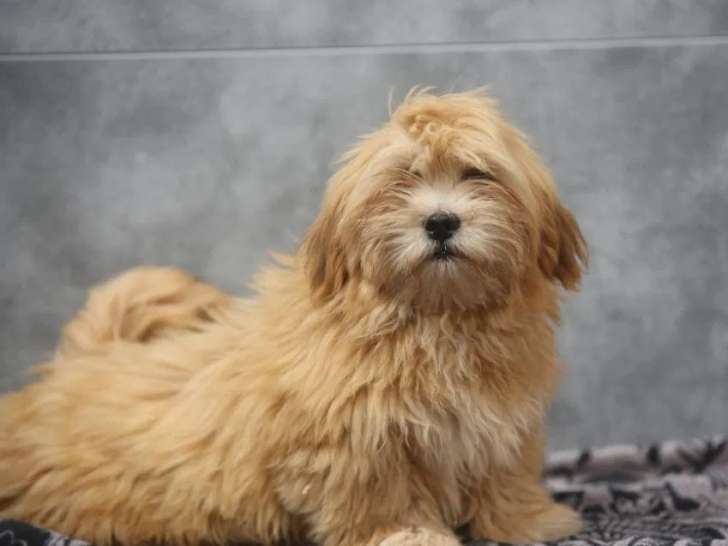 Chiots Lhassa Apso disponibles à la réservation (LOF)